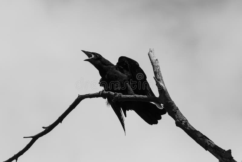 Black and white photo of crow croaking on dry branch. Black and white photo of crow croaking on dry branch