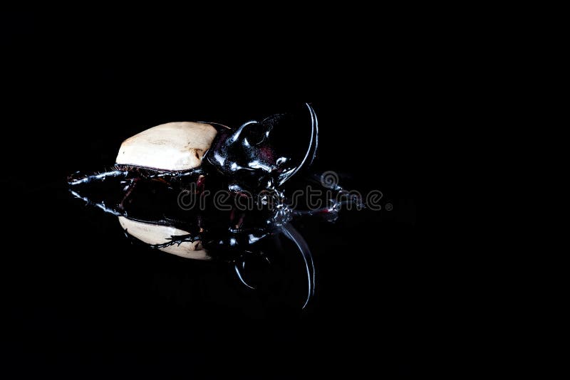 Gracilicornis d'Eupatorus ou scarabées de Hercule photo libre de droits Gracilicornis d'Eupatorus ou scarabées de Hercule photo libre de droits