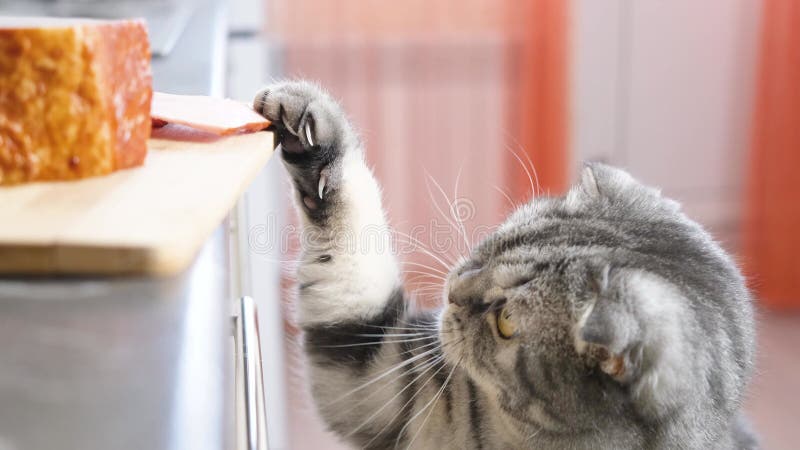 Gracioso lindo gris escocés pliegue gato intenta robar un pedazo de jamón de la mesa de la cocina. almacen de video