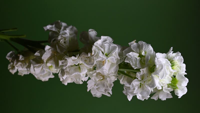 Gracity blanc matthiola Couleur de fleur Arrière-plan 4K vidéo verticale banque de vidéos