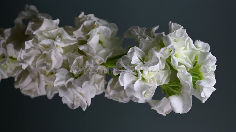 Gracity blanc matthiola Couleur de fleur Arrière-plan 4K vidéo verticale clips vidéos