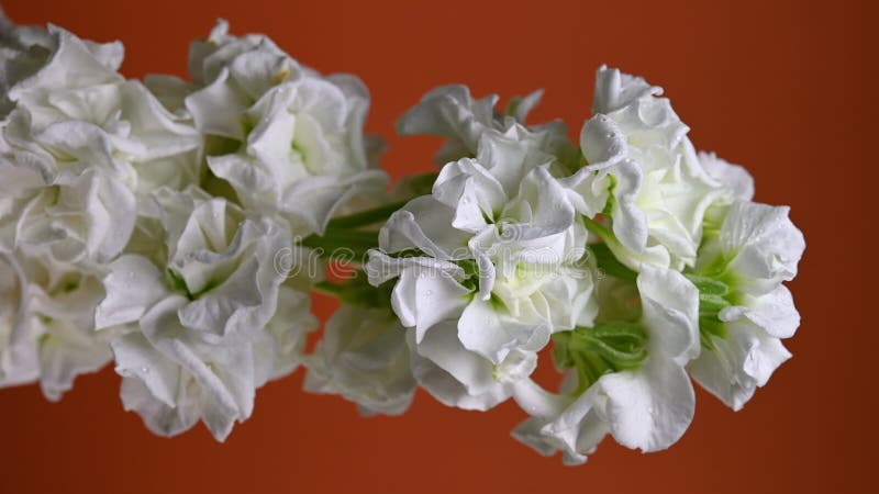 Gracity blanc matthiola Couleur de fleur Arrière-plan 4K vidéo verticale banque de vidéos