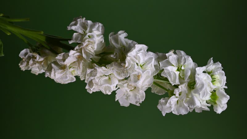 Gracity blanc matthiola Couleur de fleur Arrière-plan 4K vidéo verticale banque de vidéos