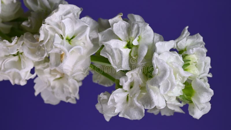 Gracity blanc matthiola Couleur de fleur Arrière-plan vidéo verticale banque de vidéos