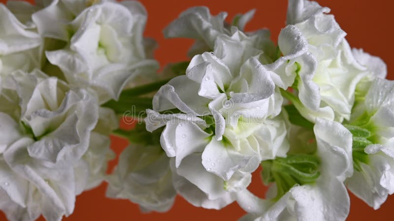 Gracity blanc matthiola Couleur de fleur Arrière-plan vidéo verticale clips vidéos