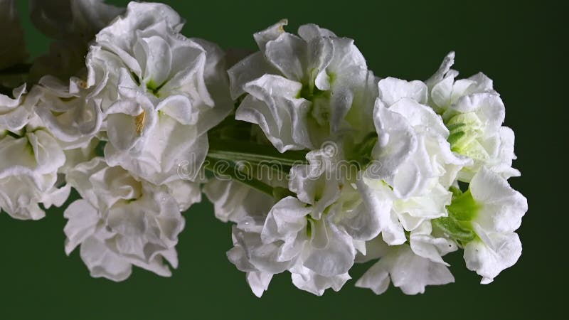 Gracity blanc matthiola Couleur de fleur Arrière-plan vidéo verticale clips vidéos