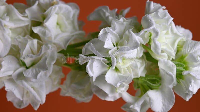 Gracity blanc matthiola Couleur de fleur Arrière-plan vidéo verticale banque de vidéos