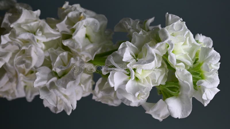 Gracity blanc matthiola Couleur de fleur Arrière-plan vidéo verticale banque de vidéos