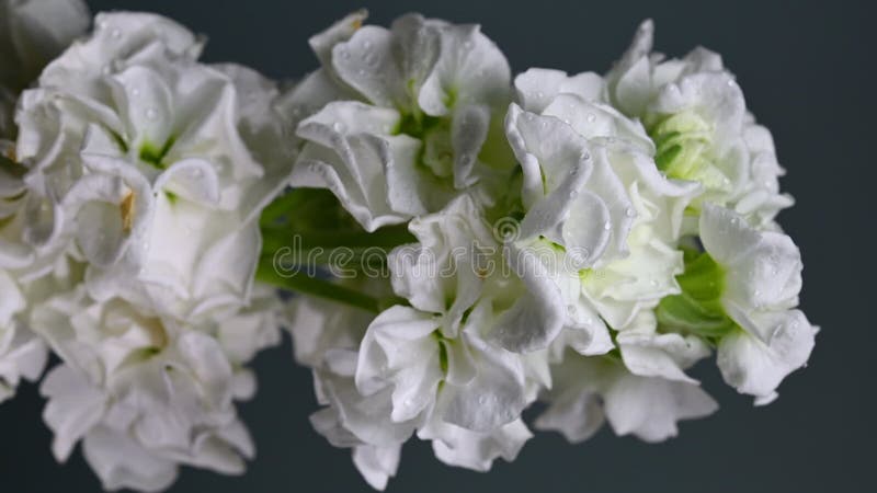 Gracity blanc matthiola Couleur de fleur Arrière-plan vidéo verticale banque de vidéos