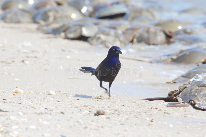 Grackle die naar Hoefijzerkrabeieren zoeken stock foto's Grackle die naar Hoefijzerkrabeieren zoeken stock foto's