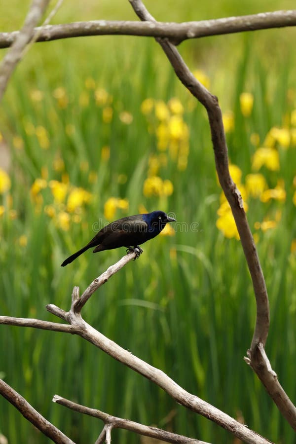 Grackle που σκαρφαλώνει σε έναν κλάδο στοκ εικόνα με δικαίωμα ελεύθερης χρήσης Grackle που σκαρφαλώνει σε έναν κλάδο στοκ εικόνα με δικαίωμα ελεύθερης χρήσης