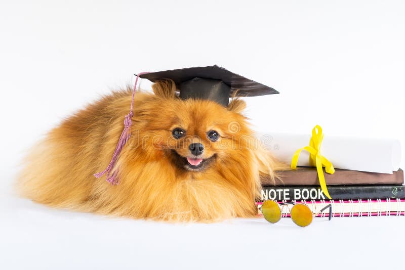 Orange Pomeranian Graduation T-Shirt Orange Pomeranian Graduation T-Shirt