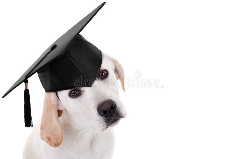 puppy school - english bulldog wearing graduation hat and gown isolated on  white background Stock Photo - Alamy
