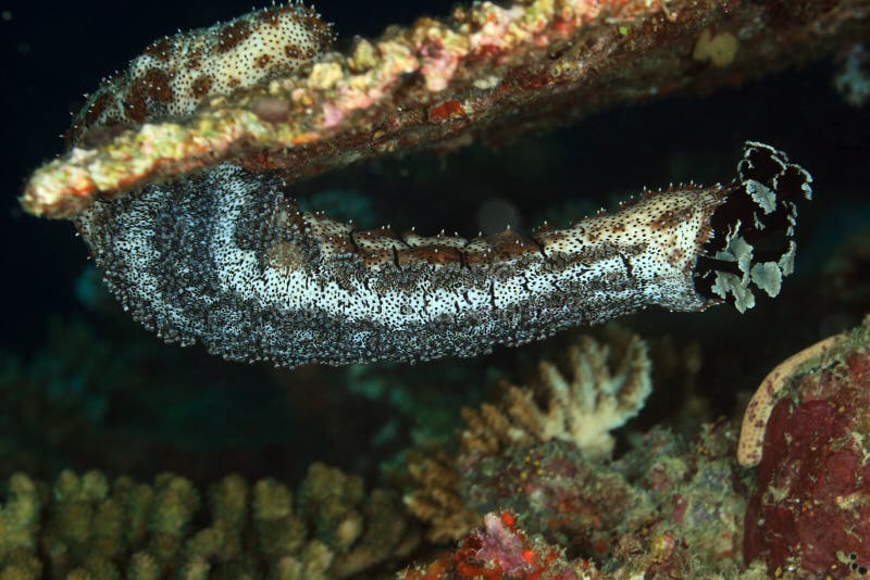 Graeffe s Sea Cucumber, Maldives