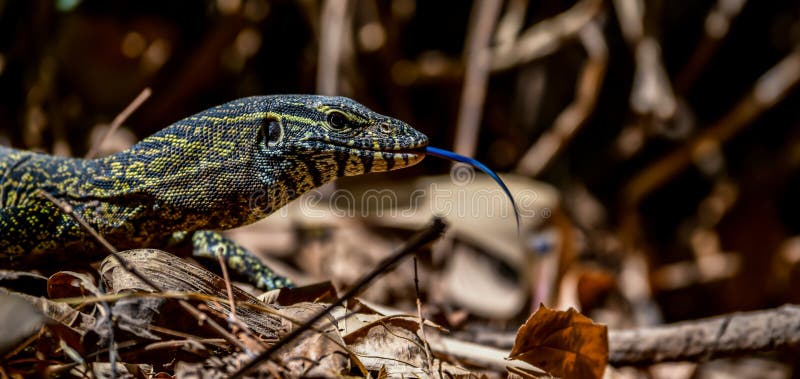 big nice lizard in Gambia