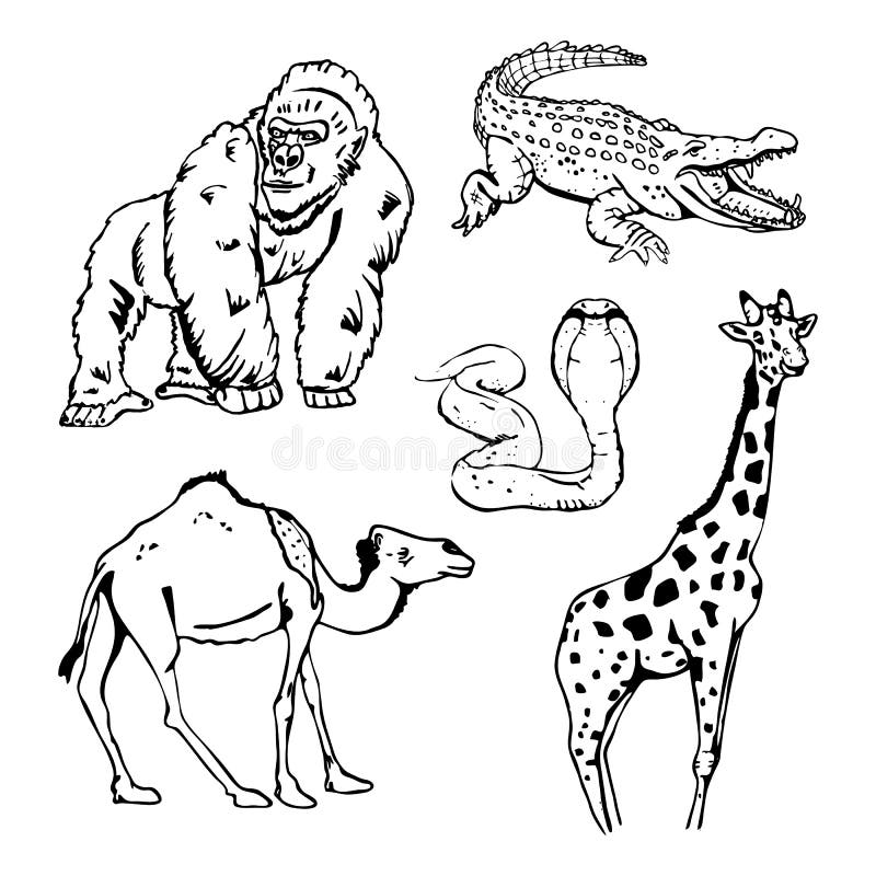 Grafici disegnati a mano della matita, animali africani messi illustrazione vettoriale Grafici disegnati a mano della matita, animali africani messi illustrazione vettoriale