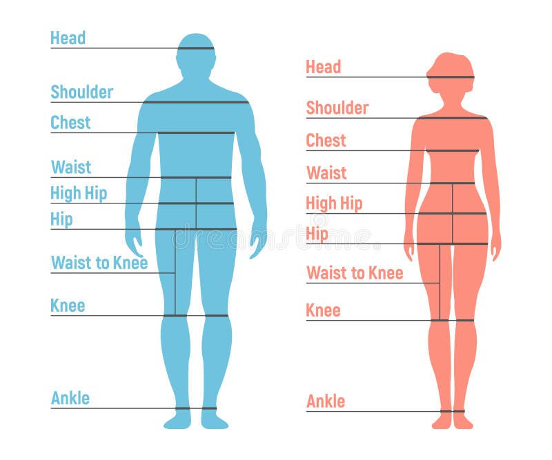Grafico Di Misura Del Corpo Della Donna Illustrazione Vettoriale grafico-di-misura-del-corpo-della-donna-illustrazione-vettoriale