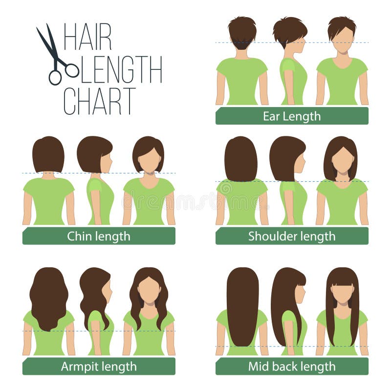 Grafico Di Lunghezza Dei Capelli Illustrazione Vettoriale grafico-di-lunghezza-dei-capelli-illustrazione-vettoriale