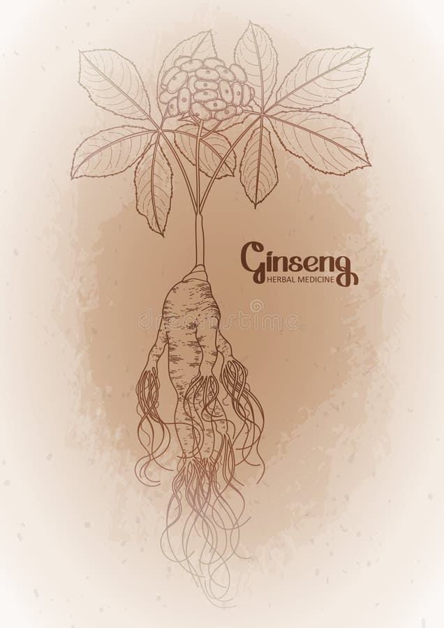 Graphic ginseng root and berries drawn in line art style. Herbal medicine. Vector plants on the vintage background. Graphic ginseng root and berries drawn in line art style. Herbal medicine. Vector plants on the vintage background.