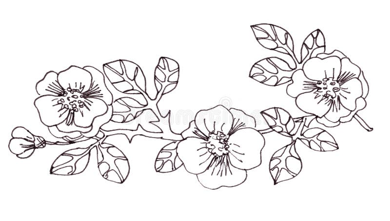 Grafischer auf Hagebutteschwarzweiss-zweig mit Blättern und Blumen. Bild für die Färbung