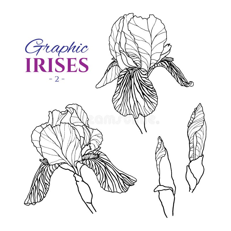 Graphic illustration of irises from different angles, set part 2. Hand drawn flowers and buds in line art style. Beautiful blossoms for romantic design of wedding invitation, advertising, booklets. Graphic illustration of irises from different angles, set part 2. Hand drawn flowers and buds in line art style. Beautiful blossoms for romantic design of wedding invitation, advertising, booklets.