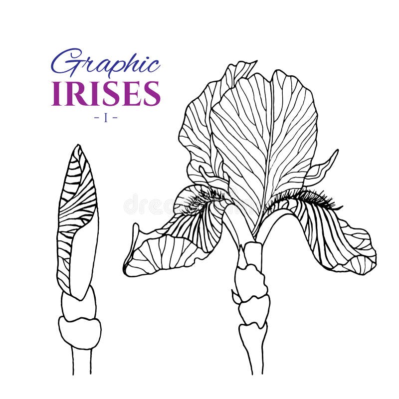 Graphic illustration of irises from different angles, set part 1. Hand drawn flowers and buds in line art style. Beautiful blossoms for romantic design of wedding invitation, advertising, booklets. Graphic illustration of irises from different angles, set part 1. Hand drawn flowers and buds in line art style. Beautiful blossoms for romantic design of wedding invitation, advertising, booklets.