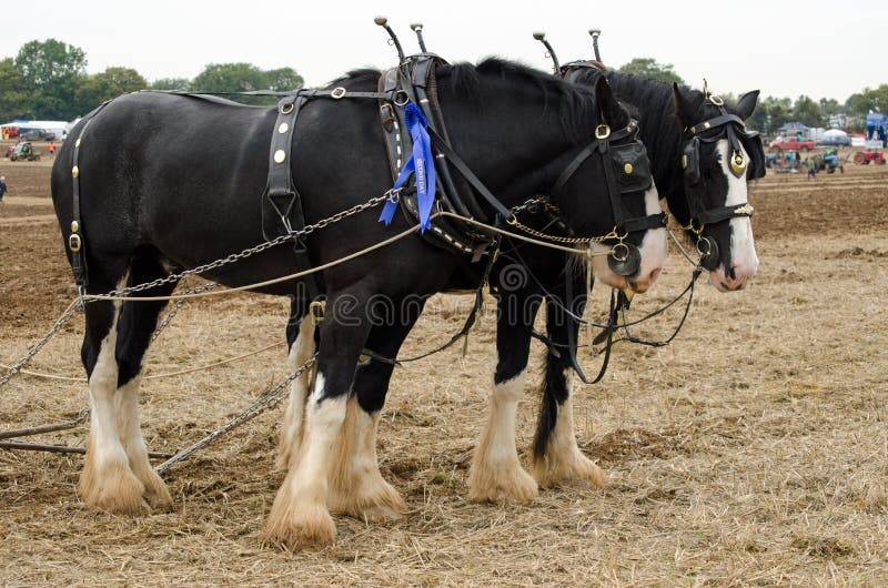 Grafschaftspferde an pflügendem Wettbewerb stockfotografie Grafschaftspferde an pflügendem Wettbewerb stockfotografie