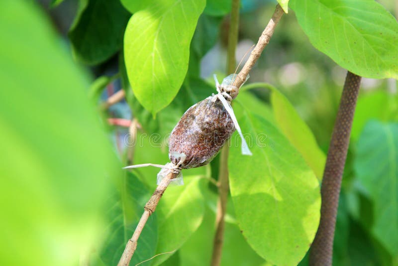 Grafted Branch in Cloning Plant Technique Stock Image Image of