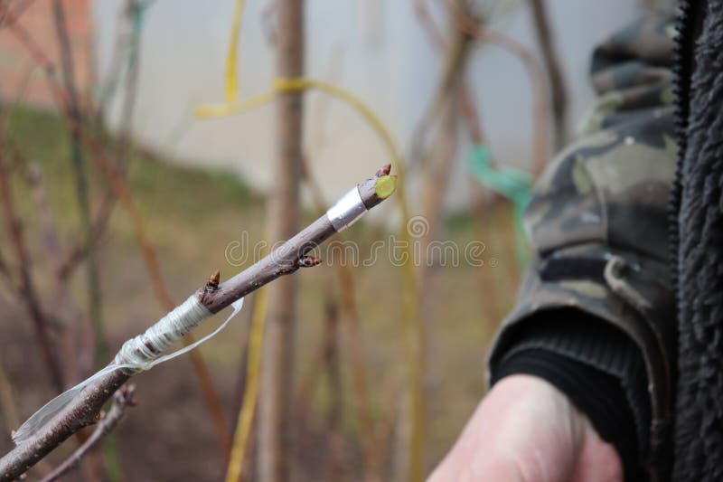 Grafted Cherry Branch with a Raw Cut Stock Photo Image of botany