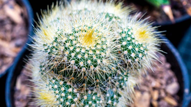 Grafted cluster Notocactus leninghausii cactus stock image