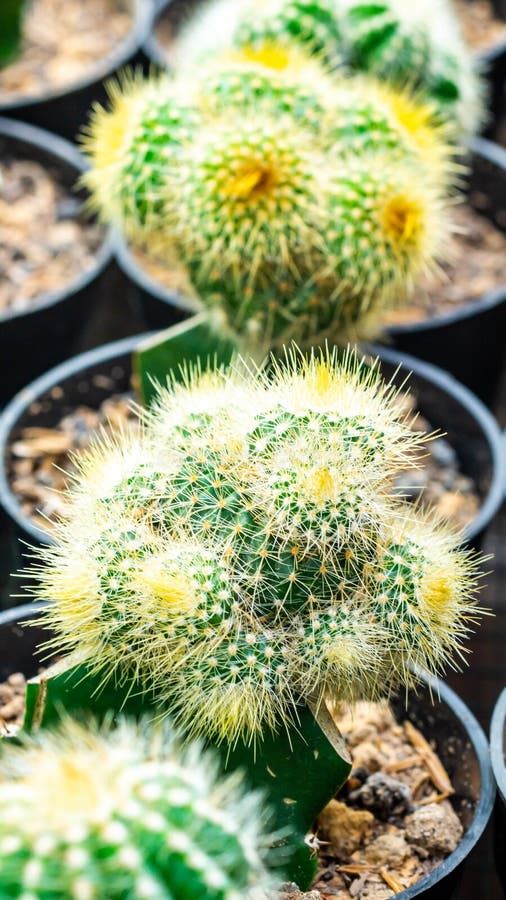 Grafted cluster Notocactus leninghausii cactus royalty free stock image