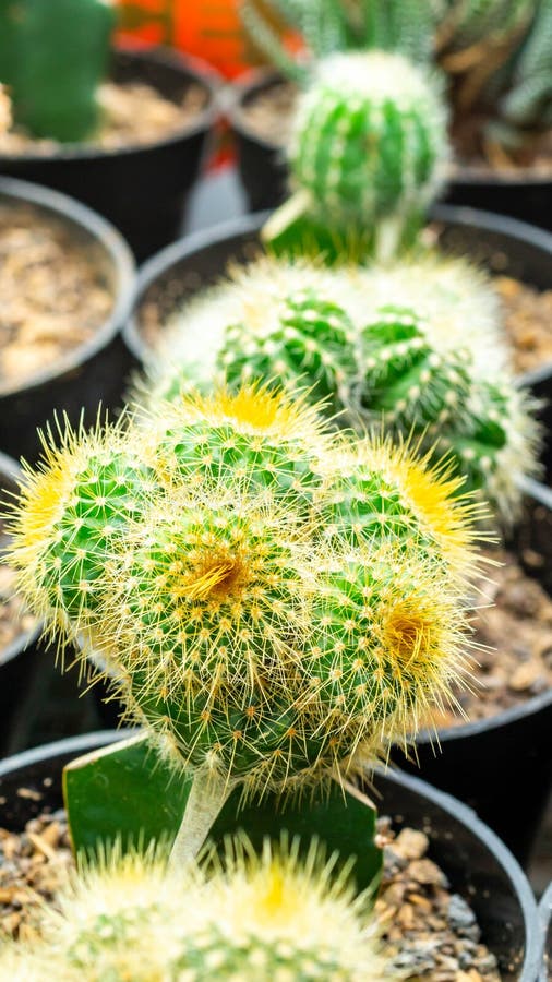 Grafted cluster Notocactus leninghausii cactus royalty free stock photo