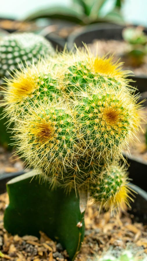 Grafted cluster Notocactus leninghausii cactus royalty free stock photos