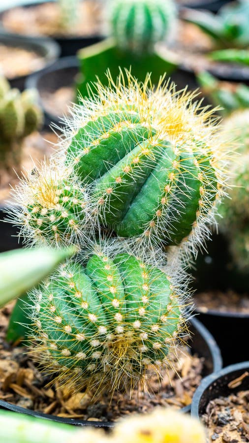 Grafted cluster Notocactus magnificus cactus stock photos