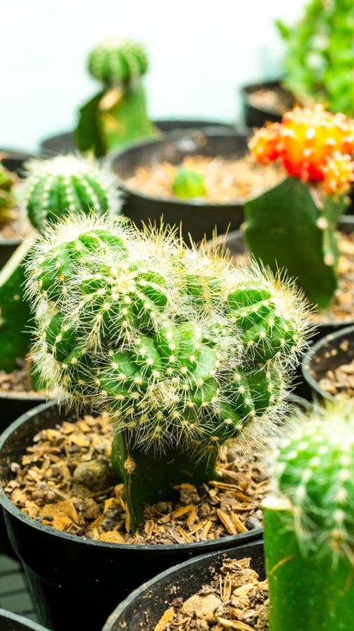 Grafted cluster Notocactus magnificus cactus in the nursery