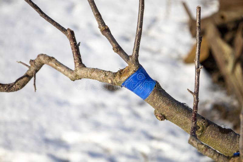 The Grafted Tree is Wrapped in Blue Ribbon. Stock Photo Image of life