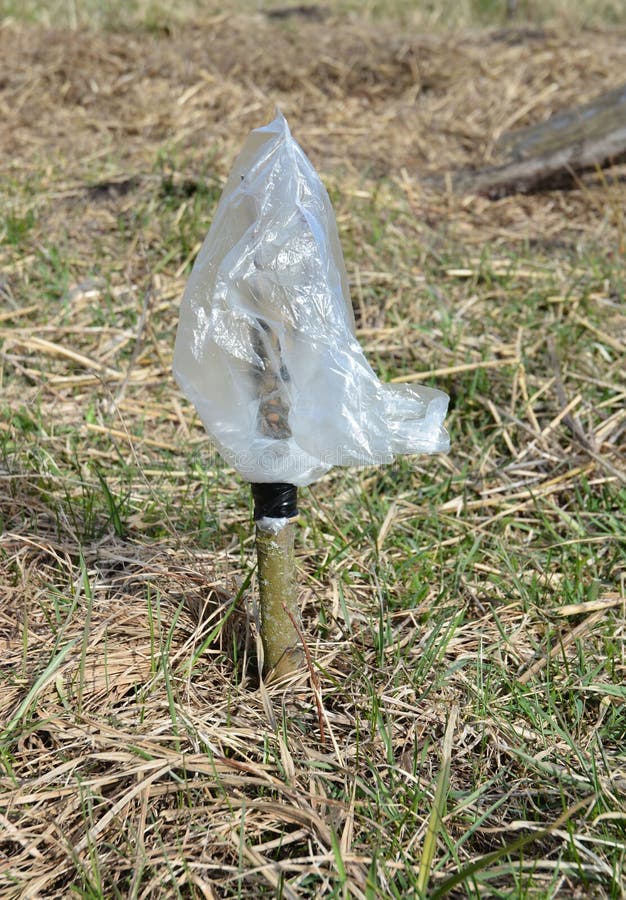 Grafting and Budding Fruit Tree with Plastic Bag for Wet Saving Stock