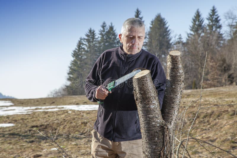 Mid aged man gardener sawing, cutting fruit tree stock photography