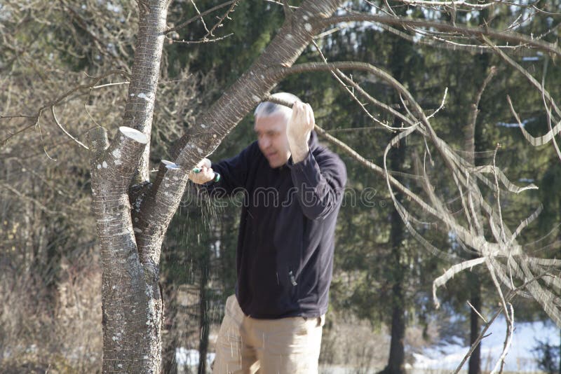 Timber! royalty free stock photos