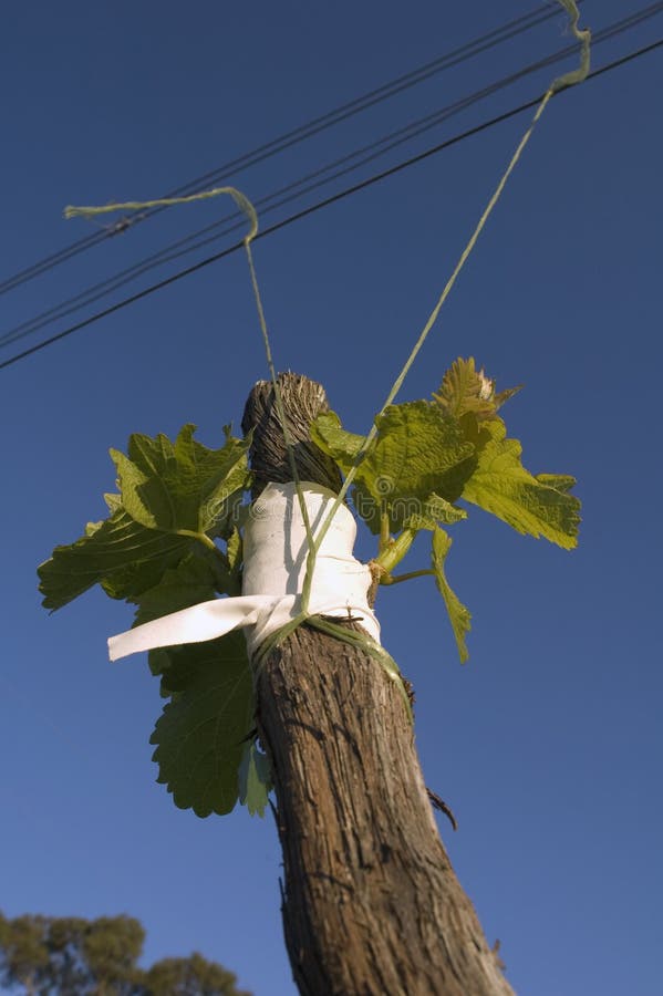 Grafting in grapevines stock photo. Image of vineyard 4257338