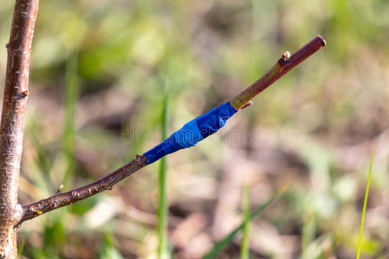 Grafting Wrapped with Electrical Tape on a Tree Branch in Spring Stock Image Image of botany