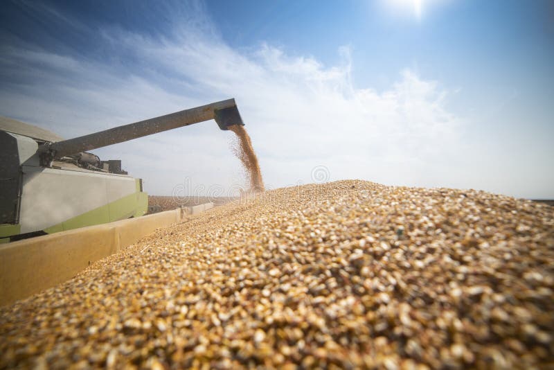 Maize Corp Stock Photos Free & RoyaltyFree Stock Photos from Dreamstime