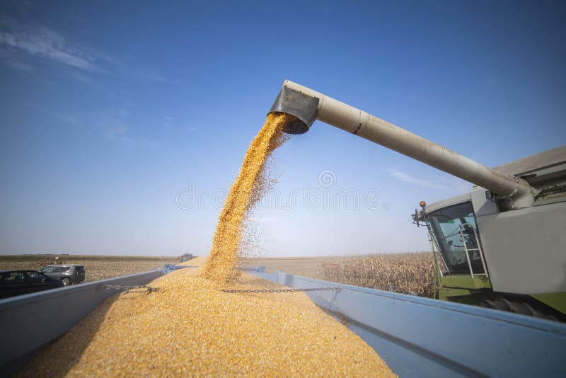 Maize Corp Stock Photos Free & RoyaltyFree Stock Photos from Dreamstime