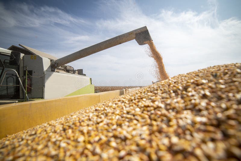 Maize Corp Stock Photos Free & RoyaltyFree Stock Photos from Dreamstime