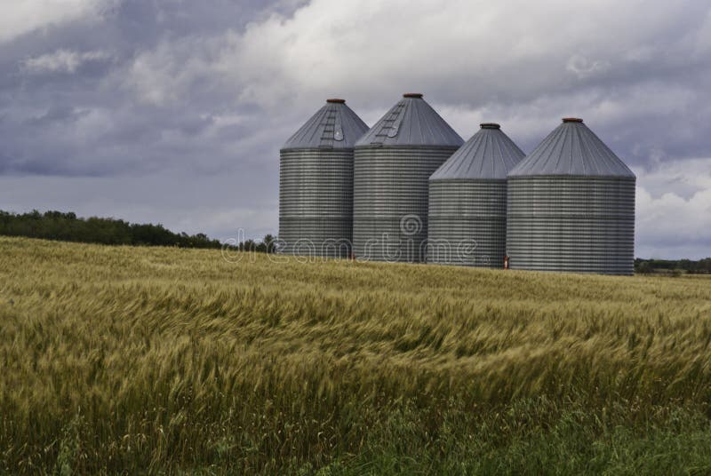 Grain bins in wheat field