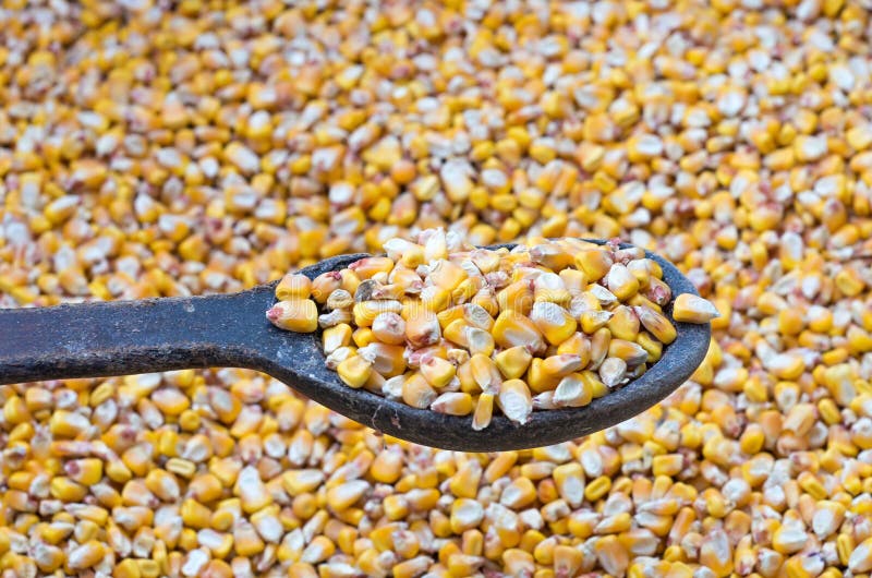 Grain maize,fresh corn stock photo. Image of healthy 35992694