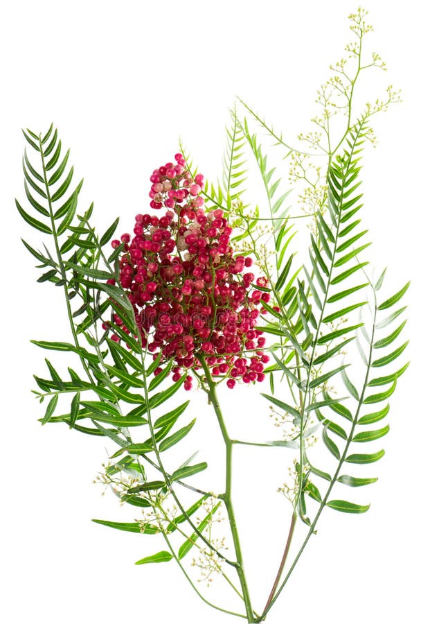 Grain de poivre rose Arbre de poivre péruvien (molle L de Schinus ) photo stock Grain de poivre rose Arbre de poivre péruvien (molle L de Schinus ) photo stock
