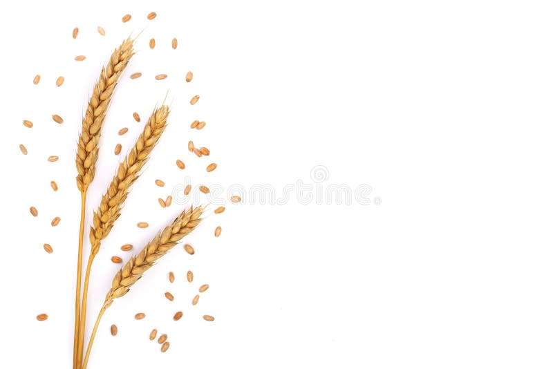 Grain and ears of wheat isolated on white background with copy space for your text. Top view. Flat lay pattern stock photography Grain and ears of wheat isolated on white background with copy space for your text. Top view. Flat lay pattern stock photography