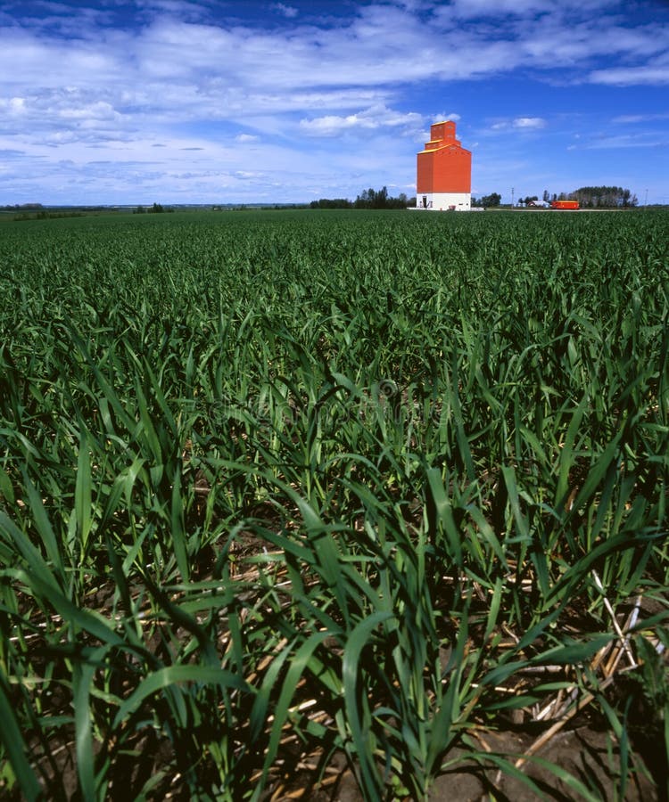 Grain elevator in young, green wheat field