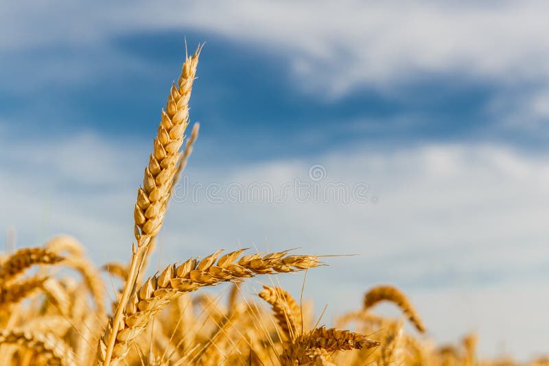 Grain in a farm field stock images Grain in a farm field stock images